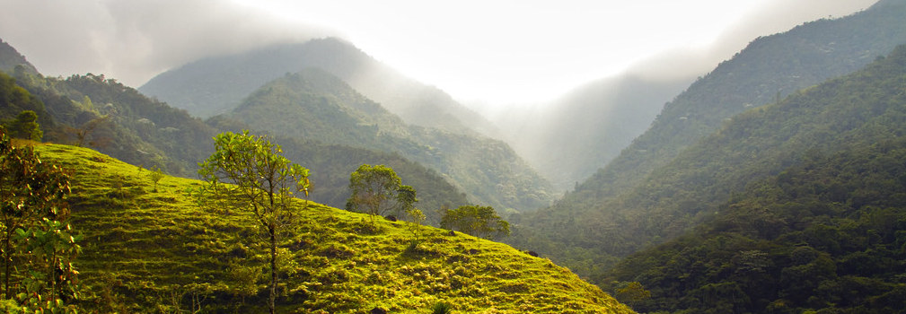 LAC forest